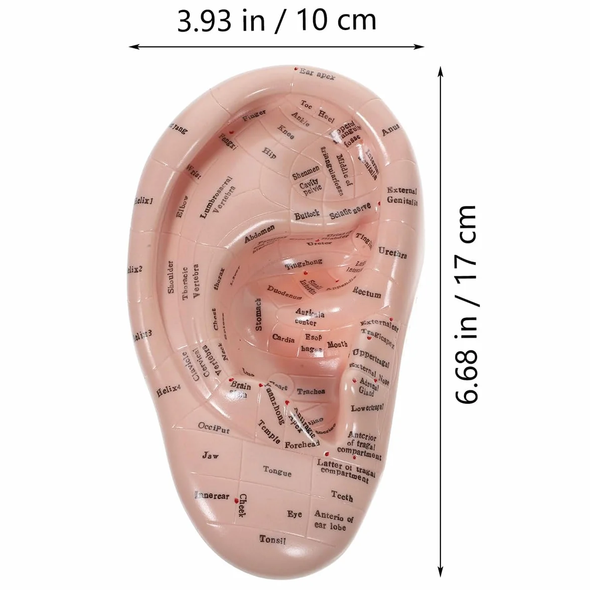 17 cm Model do wyświetlania punktów akupunkturowych ucha z miękkiego PVC do nauki anatomii ucha i użytku laboratoryjnego
