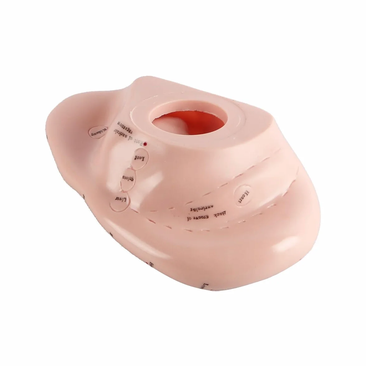 17 cm Model do wyświetlania punktów akupunkturowych ucha z miękkiego PVC do nauki anatomii ucha i użytku laboratoryjnego