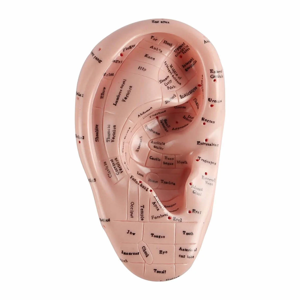 17 cm Model do wyświetlania punktów akupunkturowych ucha z miękkiego PVC do nauki anatomii ucha i użytku laboratoryjnego