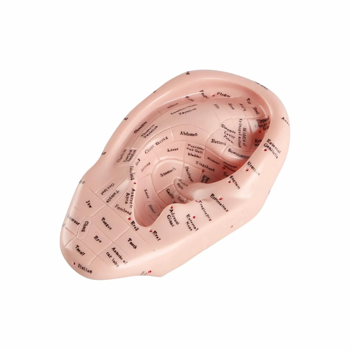 17 cm Model do wyświetlania punktów akupunkturowych ucha z miękkiego PVC do nauki anatomii ucha i użytku laboratoryjnego