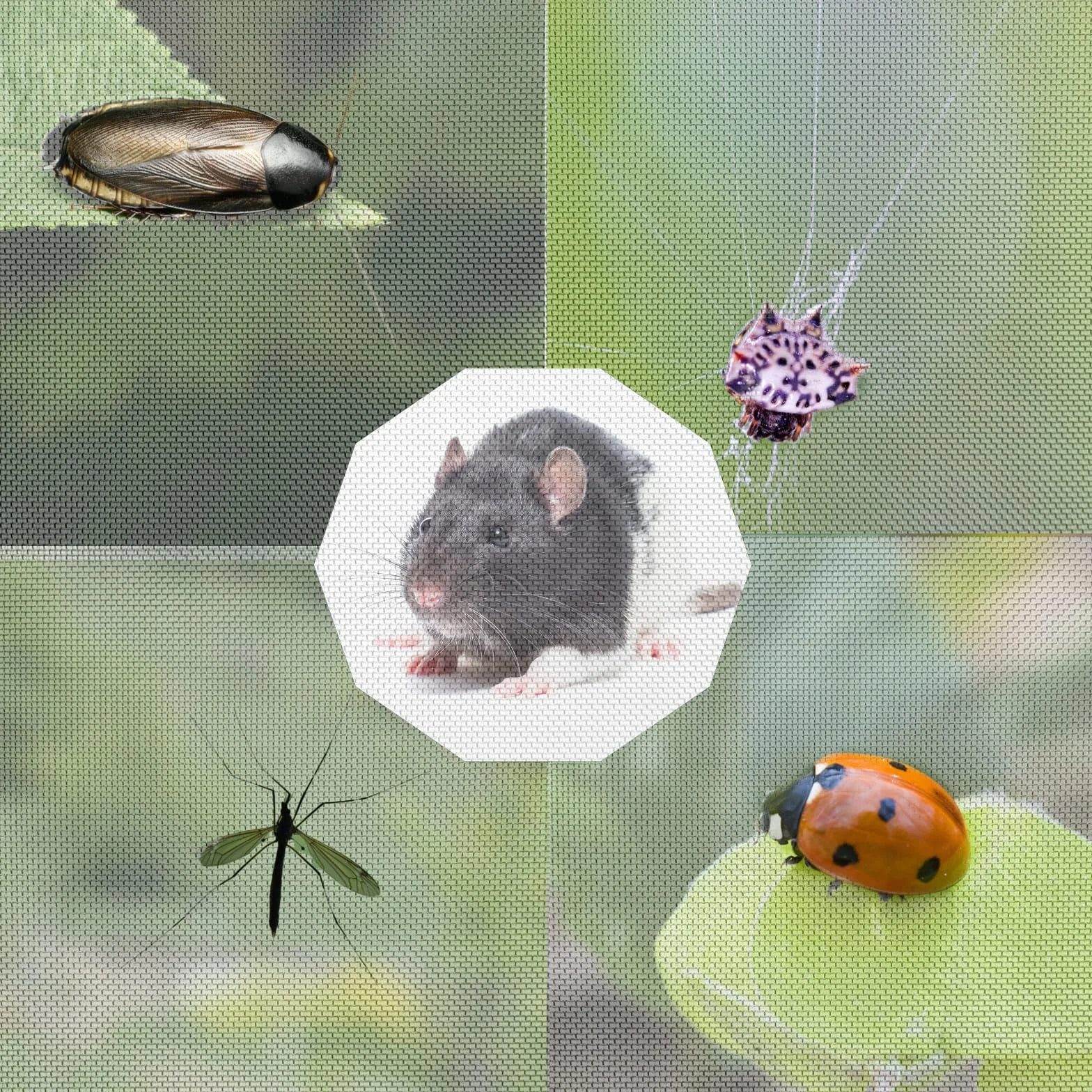 4 druciana siatka druciana ze stali nierdzewnej, siatka metalowa o drobnych oczkach, 20, siatka druciana, siatka druciana, siatka druciana, 1 mm, dla myszy, gryzoni, szczurów, owadów