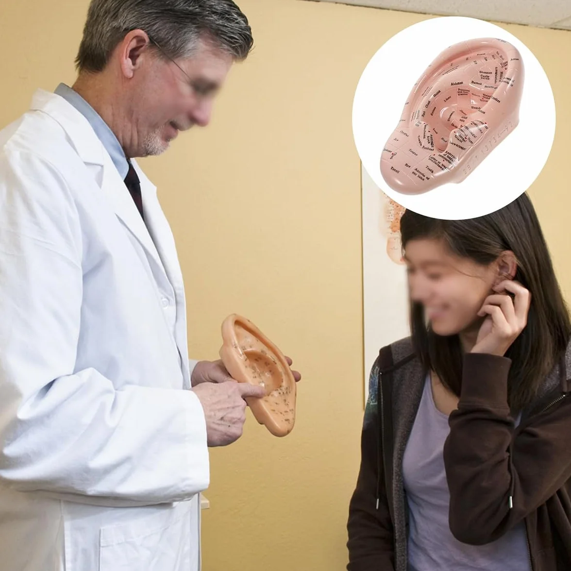 17 cm Model do wyświetlania punktów akupunkturowych ucha z miękkiego PVC do nauki anatomii ucha i użytku laboratoryjnego